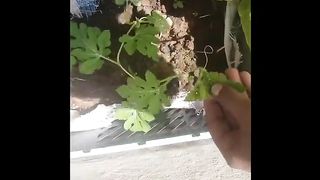 How to grow Watermelon in Pot | Growing Watermelon At Home | How to Grow Watermelon from Seed | markhor