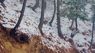Snow Falls