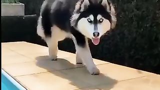Awesome Siberian Husky