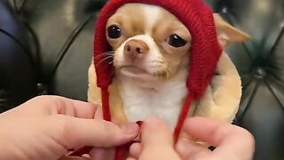 Cute Dog in a Beanie - Best Of The 2023 Funny Animals Videos - TRY NOT TO LAUGH!