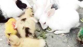 CutE rabbits????????