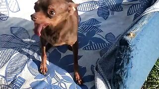 Cute Animals - Best Of The 2022 Funny Animals Videos - TRY NOT TO LAUGH! #animals #funny #funnyanimals #funnyvideo #shortvideo #short #shorts
