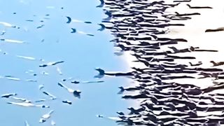 Animals