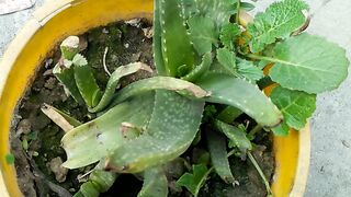 Alovera plant