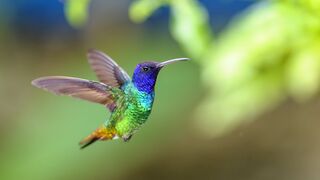 Beautiful humming bird