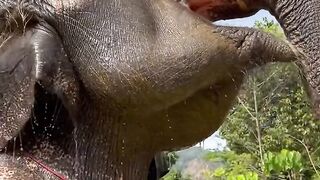 Elephant in the lake!