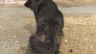 Hash black German shepherd male in pakistan