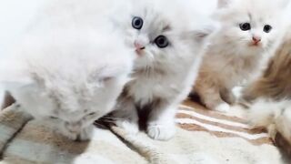 cute cats
