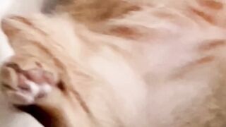 Cute cat are sleeping ???????????? #99wildlife