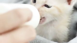 Cute cat