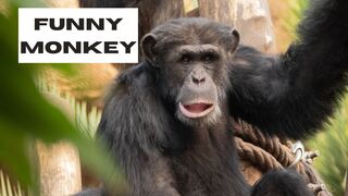 Funny monkey video