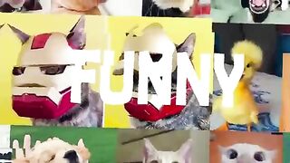 Animal funny video 1 million views