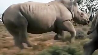 Running Rhino