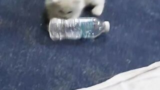 Kitten Wants to Drink Water