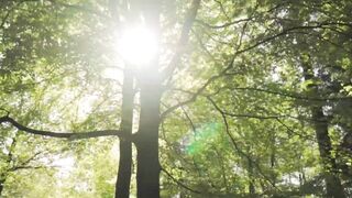 Forest Birds Ambience | sound effect