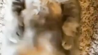 Naughty kitten