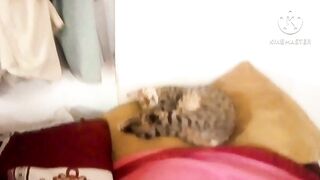 Cat style