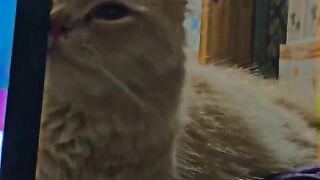 Cute Cat Kittie