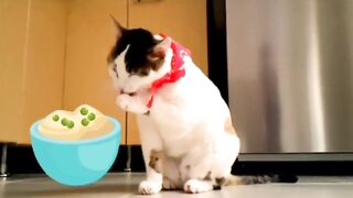 Cat eating mood beautiful cat funny videos????