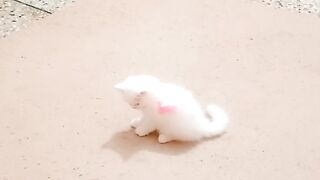 Cat playing