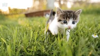 Cat fun