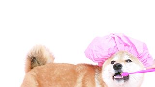 Funny dog