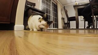 Nature - Cat Eats Mouse - Swallows it Whole