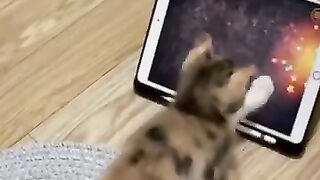 Cat lover