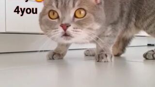 Funny Cat & Dog Videos  ???? - ???? ???? ???????????????? Bast5 #funny #animal