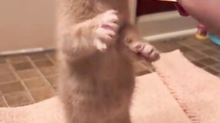That is a well fed kitty belly.
