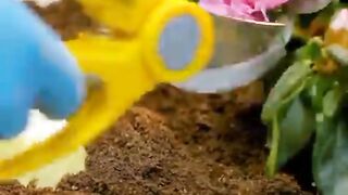 Amazing growing video,