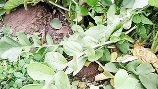 Radish hatvesting