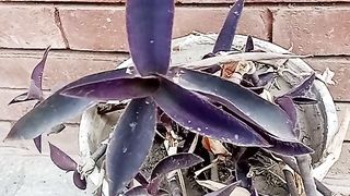 Amazing plant