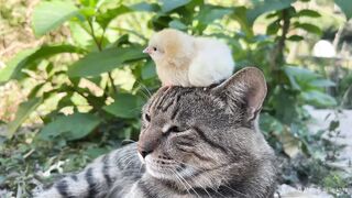 Cute Animals  When is the time to bring baby chickens 24 hours a day