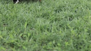Dogs Funny video