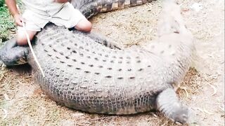 Animals and Birds are Friends..
