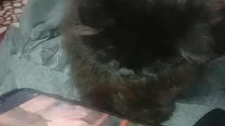 Cat Funny video