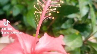 Flower.