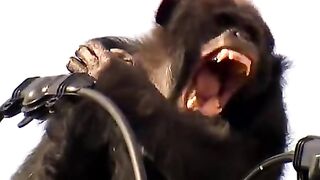 angry monkey