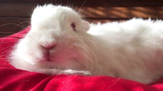 Cute Cat and Cute Rabbit
