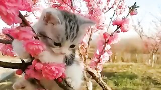 Nice cat