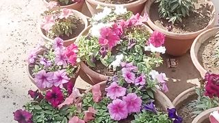 Flowers in Karachi