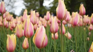 Tulip flower