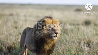 Lion Walking Outdoor