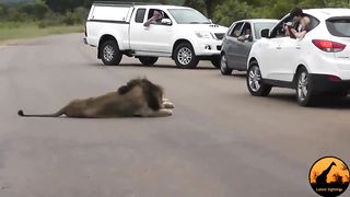 Lion Shows Tourists Why You Must Stay Inside Your Car - Latest Wildlife Sightings