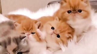 Cute ❤???? Cats