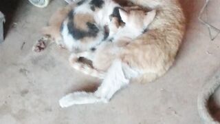 Beautiful cat babies