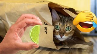 Funny Animals Moments 2023