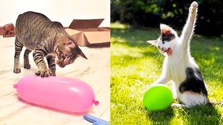 Cat's playing with balloons
