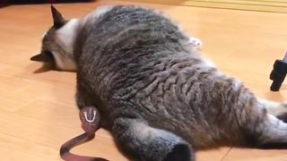 Cat funny videos 2023 | Cats video| Shorts cats videos